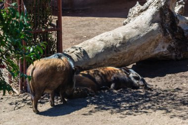 İki domuz bir ağacın yanında çamurun içinde yatıyor. Domuzlardan biri diğerine bakıyor.