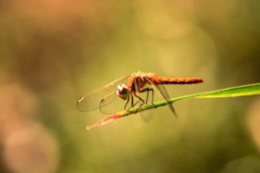 Bir yusufçuk bir yaprağa tünemiştir. Yusufçuk kahverengidir ve uzun, ince bir vücudu vardır.