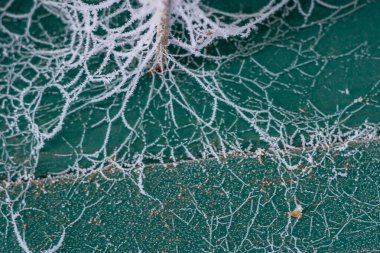 Bir sürü beyaz örümcek ağıyla yeşil bir yüzey. Örümcek ağı çok karmaşık ve detaylı.