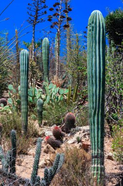 Bir grup kaktüs çölde büyüyor. Kaktüsler uzun ve yeşildirler ve etrafları kaya ve toprakla çevrilidir. Sahne huzurlu ve huzurlu, kaktüsü dimdik ayakta.