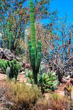 Ortasında uzun bir kaktüs olan bir çöl sahnesi. Kaktüs diğer bitki ve ağaçlarla çevrilidir, verimli ve canlı bir atmosfer yaratır. Yukarıdaki parlak mavi gökyüzü tüm yaşam duygusuna ekleniyor.