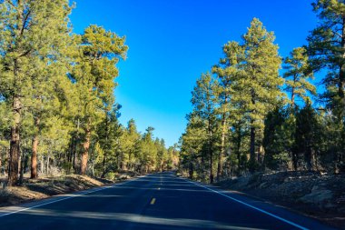 Her iki tarafında ağaçlar ve açık mavi bir gökyüzü olan bir yol. Yol boş ve üzerinde hiç araba yok.