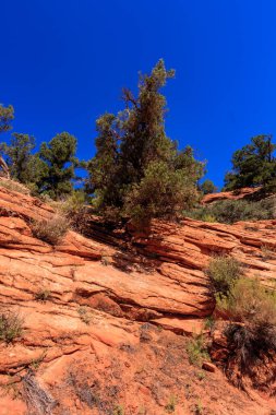 Kayalık bir yamaçta bir ağaç büyüyor. Gökyüzü açık ve mavi. Ağaç küçük ve kayalık arazide yetişmeye çalışıyor.