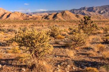 Uçsuz bucaksız, kuru bir çöl manzarası ve etrafa saçılmış birkaç ağaç. Gökyüzü açık ve mavidir ve güneş parlak bir şekilde parlayarak sıcak ve davetkar bir atmosfer yaratır.