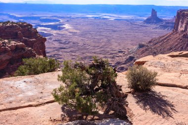 Kayalık bir yamaçta küçük bir ağaç büyüyor. Uzakta bir dağ olan çöl manzarası.