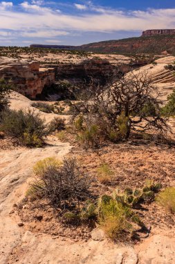 Önünde küçük bir ağaç olan bir çöl manzarası. Gökyüzü mavi ve güneş parlıyor.