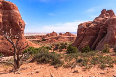 Önünde yalnız bir ağaç olan bir çöl manzarası. Gökyüzü açık ve güneş parlıyor.