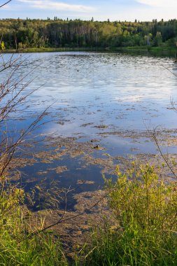 Etrafı yabani otlarla ve otlarla dolu bir göl. Su sakin ve berrak. Gökyüzü mavi ve arka planda bazı ağaçlar var.