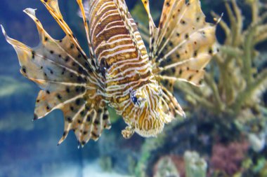 Uzun kuyruklu ve uzun yüzgeçli bir balık bir akvaryumda yüzüyor. Balık siyah benekli, kahverengi ve beyazdır.