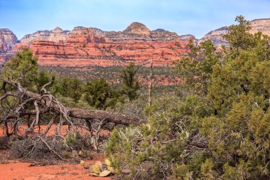 Önünde büyük bir ağaç gövdesi olan bir çöl manzarası. Ağaç gövdesi seyrek ağaçlık bir alanla çevrilidir. Gökyüzü açık ve güneş parlıyor.