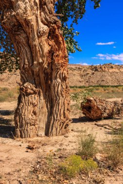 Büyük bir gövdesi ve büyük bir dalı olan bir ağaç devrildi. Ağaç kuru ve çorak bir araziyle çevrilidir.
