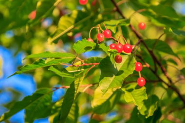 Üzerinde kırmızı meyveler olan bir ağaç. Yapraklar yeşil ve böğürtlenler kırmızı. Ağaç güneşli bir bölgede.