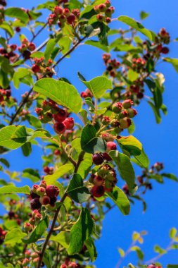 Üzerinde kırmızı böğürtlen olan bir ağaç. Gökyüzü mavi ve berrak. Ağaç meyve dolu.