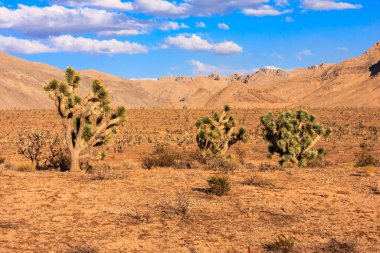 Üç kaktüsü ve mavi gökyüzü olan bir çöl manzarası. Gökyüzü açık ve kaktüsler bölgenin dört bir yanına dağılmışlar.