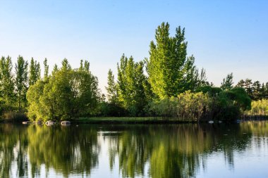 Arka planda ağaçlar olan sakin bir göl. Su sakin ve gökyüzü berrak.
