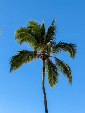 Palmiye ağacı açık mavi bir gökyüzünde dimdik duruyor. Ağaç görüntüde görünen tek şey ve ana odak noktası. Gökyüzü aydınlık ve berrak, sükunet ve sükunet hissi yaratıyor.