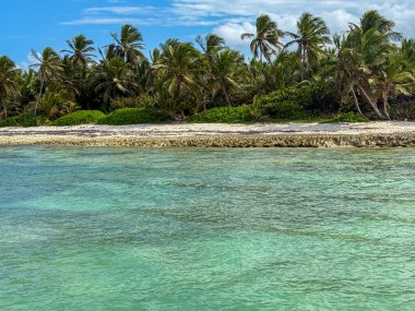 Palmiye ağaçları ve sakin mavi bir okyanusu olan güzel bir sahil. Su berrak ve gökyüzü mavi.