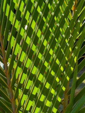 Aydınlık ve koyu gölgeli yapraklı yeşil bitki. Derinlik ve doku kavramının yanı sıra doğanın güzelliği.