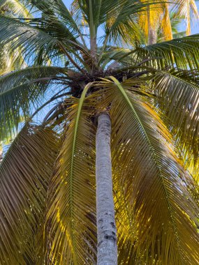 Kahverengi gövdeli ve yeşil yapraklı uzun hurma ağaçları. Ağaç uzundur ve çok fazla yaprağı vardır.