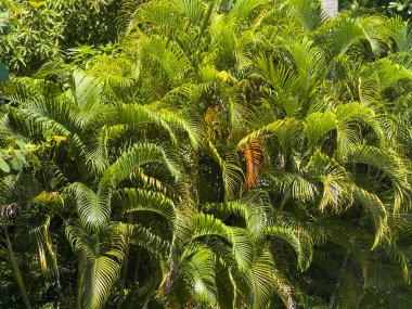 Uzun ve ince yapraklı yemyeşil bitki. Yapraklar yeşil ve bitki hayat dolu.
