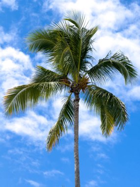 Palmiye ağacı mavi bir gökyüzünde dimdik duruyor. Gökyüzü berrak ve parlak, ve resimdeki tek şey palmiye ağacı.