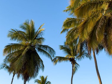 Açık mavi bir gökyüzünde üç palmiye ağacı dik duruyor. Gökyüzü parlak ve güneşli, ağaçlar gür ve yeşil. Sahne huzurlu ve sakin, palmiye ağaçları sükunet hissi veriyor.