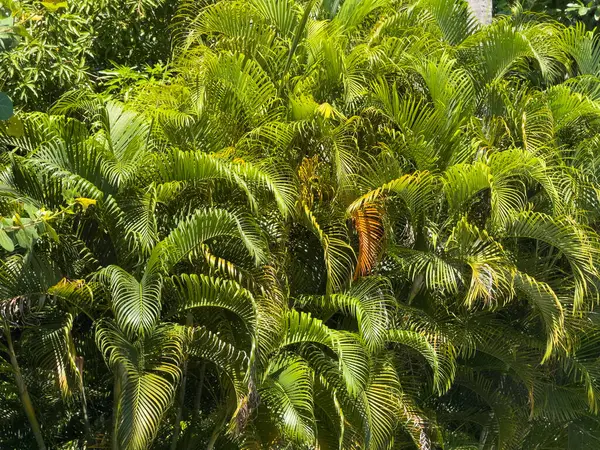 Uzun ve ince yapraklı yemyeşil bitki. Yapraklar yeşil ve bitki hayat dolu.