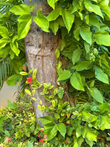 Yeşil yapraklı ve kırmızı çiçekli bir ağaç. Ağaç yeşil bitkilerle çevrili.