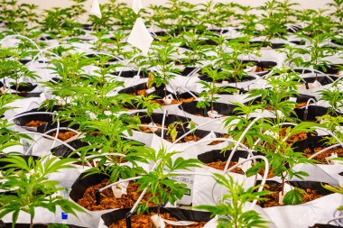 Marihuana tarlaları siyah kaplarda yetişiyor. Bitkiler yeşil ve sağlıklı, saksılar da sırayla dizilmiş.