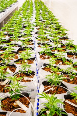 Beyaz kaplarda toprak ve bitkilerle dolu bir sıra saksı bitkisi. Bitkiler yeşil ve sağlıklı.