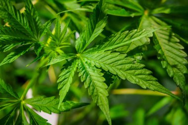 Yeşil saplı ve yeşil yapraklı bir bitki. Sapı uzun ve incedir, yaprakları ise büyük ve doludur. Bitki gelişiyor ve sağlıklı.