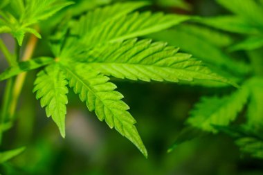 Yapraklı yeşil bitki, uzun saplı ve yapraklı yeşil saplı. Bitki bir bahçede büyüyor ve diğer bitkilerle çevrilidir. Yapraklar büyük ve dolgun.