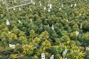 Mavi ve beyaz kablolu marihuana bitkileri tarlası. Bitkiler yeşil ve sarı. Tarla bitkilerle dolu ve bitkiler arka arkaya büyüyor.