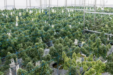 Bir sürü bitkisi olan büyük bir marihuana çiftliği. Bitkiler yeşil ve bir serada büyüyorlar.