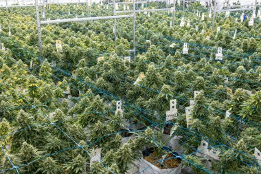 Etrafında mavi kablolar olan büyük bir marihuana tarlası. Bitkiler büyümenin çeşitli aşamalarında ve hepsi yeşil.