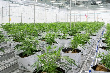 Beyaz plastik kaplarda bir sürü bitkisi olan büyük bir bahçe. Bitkiler bir serada yetişiyor.