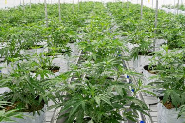 Bir dizi marihuana bitkisi serada yetişiyor. Bitkiler uzun ve yeşildirler ve hepsi sıra sıra dizilmişlerdir. Sera marihuana kokusuyla dolu.