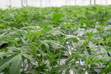 Yeşil yapraklı ve saplı marihuana tarlası. Bitkiler bir serada yetişiyor.