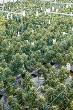 Marihuana tarlası bir serada yetişiyor. Bitkiler uzun ve yeşil ve hepsi sıra sıra büyüyor. Sera bitkilerin kokusuyla dolu.