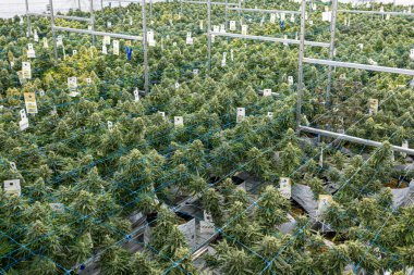 Mavi kablo ve etiketli marihuana bitkileri tarlası. Bitkiler sıralanmış ve hepsi yeşil.