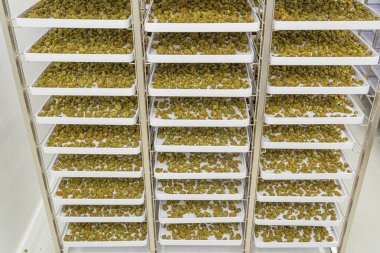 Üstünde marihuana olan tepsiler. Tepsiler üst üste dizilmiş.