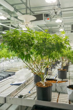 Merkezinde büyük bir bitki de dahil olmak üzere çeşitli bitkilerle dolu bir fidanlık. Çocuk odası iyi aydınlatılmış ve organize edilmiş, saksılarda bitkiler, raflarda ve masalarda kaplar var. Ortalık sakin.