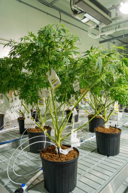 Üstünde etiket olan bir sıra saksı bitkisi. Bitkiler yeşil ve masanın üstünde.