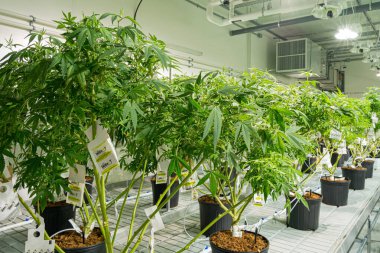 Marihuana bitkileri siyah çömleklere dizilmiştir. Bitkiler rakamlar ve harflerle etiketlenmiş.