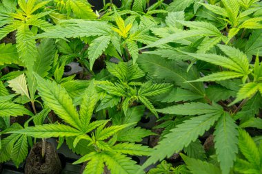 Bir serada bir sürü marihuana bitkisi yetişiyor. Bitkiler yeşil ve sağlıklı, ve hepsi aynı yönde büyüyorlar.