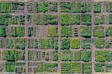 Birçok farklı bitki çeşidine sahip bir bahçeyi kapatın. Bahçe yeşil bitkilerle dolu ve huzurlu ve rahatlatıcı bir atmosferi var.