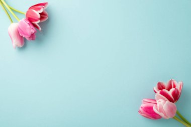 Anneler Günü konsepti. İzole edilmiş pastel mavi arkaplandaki pembe lalelerin üst görünüm fotoğrafı