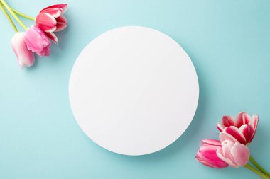 Anneler Günü konsepti. İzole edilmiş mavi arkaplandaki beyaz daire ve pembe lalelerin üst görünüm fotoğrafı.