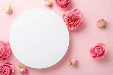 Anneler Günü konsepti. Beyaz boş çemberin ve taze çiçeklerin en üstteki fotoğrafı. İzole edilmiş pastel pembe arka planda pembe güller. Boş alan.