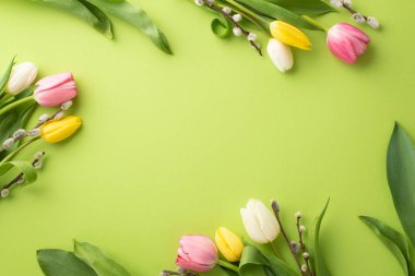 Mother's Day concept. Top view photo of floral decorations pussy willow branches and colorful tulips on isolated light green background with empty space